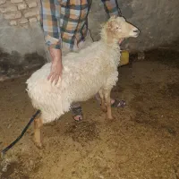 میش دو شکم زاییده