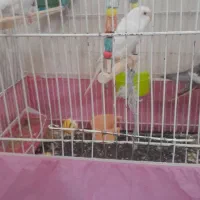 پرنده|پرنده|قم, شهرک فاطمیه|دیوار