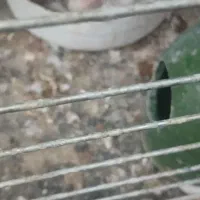 کفتر  پشتدار گمشده حلقه پا  قیچی