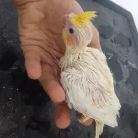 عروس سرلاکی