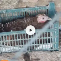 بوقلمون کرچ