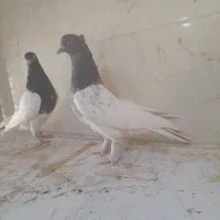 کبوتر رنگی نر ماده|پرنده|شیراز, کرونی(خاتونک)|دیوار