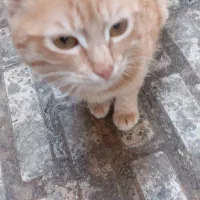 واگذاری گربه