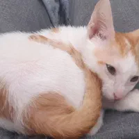 گربه گمشده مژدگانی عالی