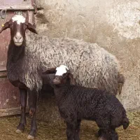 میش و بره جوان