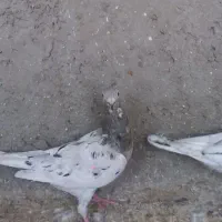 هفت‌رنگ ماده|پرنده|قزوین, |دیوار