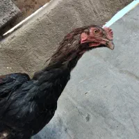 خروس لاری|حیوانات مزرعه|بروجرد, |دیوار