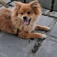 سگ پامر خرسی جنسیت نر