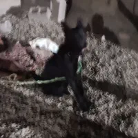 واگذاری دو قلاده سگ پیت بول وژرمن بلاگ|سگ|سنندج, |دیوار