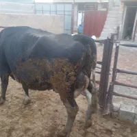 گاوشیری|حیوانات مزرعه|مرودشت, کناره|دیوار