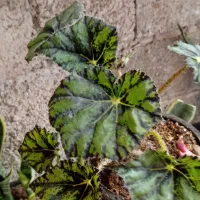 گل و گیاه|گل و گیاه طبیعی|رودسر, |دیوار