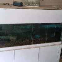 آکواریوم بزرگ|ماهی|الوند, |دیوار