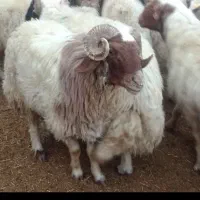 گوسفند زنده مغان افشار زیر نظر دام پزشک تهران|حیوانات مزرعه|ری, شهید بهشتی|دیوار