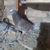 کبوتر شازده سرخ دورنگ چشم ضمانت هوا