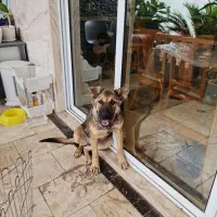 واگداری فوری سگ بومی|سگ|آمل, |دیوار