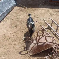 نره بزغاله گوشتی و یک عدد نره بزغاله شیری