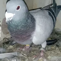 کبوترپلاکیدوخت|پرنده|کوهرنگ, |دیوار