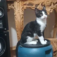 واگذاری رایگان گربه|گربه|اراک, |دیوار