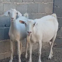 بز سانن