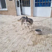 سگ هاسکی|سگ|گلبهار, نوبهار|دیوار