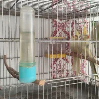 عروس هلندی|پرنده|سنندج, |دیوار