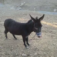 الاغ نر|حیوانات مزرعه|سیوان, |دیوار