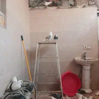 سلام تعدادی کفتر نرماده ساعت بالا پریده جواب داده|پرنده|شهریار, دهشاد پائین|دیوار