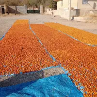 فروش عمده الو بخارا درجه یک زرد ومشکی|خوردنی و آشامیدنی|بوانات, |دیوار