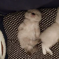 بچه گربه خاص|گربه|تهران, جوادیه تهرانپارس|دیوار