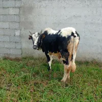 ورزا چالوسی گاونر گوساله نرتضمینی سالم بودیت بالا