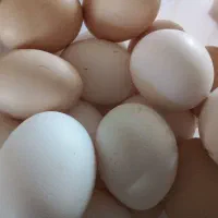 تخم‌مرغ‌محلی