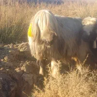 فروش ۴۰ راس میش اصل بختیاری|حیوانات مزرعه|کوهرنگ, |دیوار