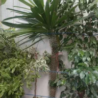 فروش گل ماداگاسکار