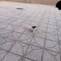 ساده کفتر|پرنده|نیشابور, حقیه|دیوار