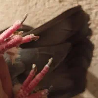 یک جفت کبوتر ماده زور دار|پرنده|ایوان, |دیوار