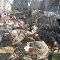 بوقلمون ماده یک ساله