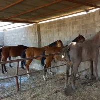 اسب فروشی زیر قیمت  تعداد ۱۰ راس|اسب و تجهیزات اسب‌سواری|زرقان, |دیوار