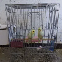 فروش تعدادی عروس هلندی لوتینو|پرنده|اهواز, پردیس|دیوار