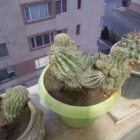 گل.گیاه کاکتوس|گل و گیاه طبیعی|هشتگرد, شهرک پارسیان|دیوار