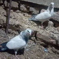 جفت جوجه پرشی