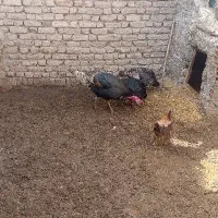 سه عدد بوقلمون نر و ماده