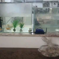 اکواریوم با ماهی