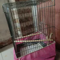 قفس پرنده|لوازم جانبی حیوانات|یزد, |دیوار