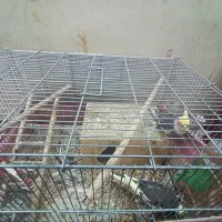 عروس هلندی مولد