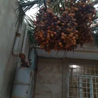 رطب.خارک.خرما