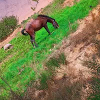 اسب|اسب و تجهیزات اسب‌سواری|قره کهریز, |دیوار