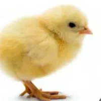 فروش جوجه گوشتی