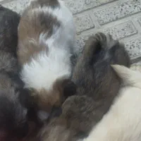 توله پاپی شیتزو|سگ|لنجان, |دیوار