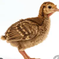 جوجه ی ۷ روزه
