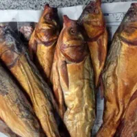 بورس ماهی شمال دودی و شور
